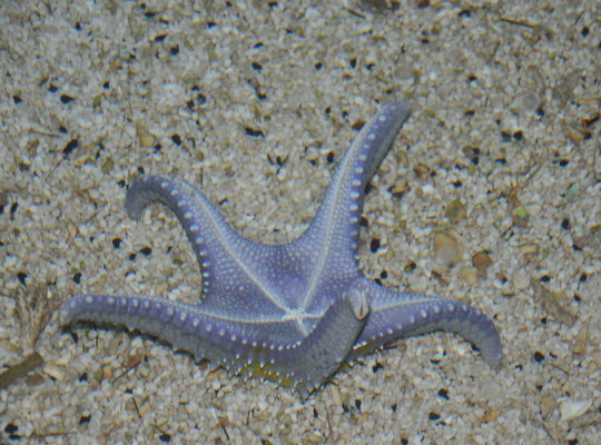 Etoile de mer (Aquarium Tri N'Guyen, Nha Trang, Vietnam) Mars 2013