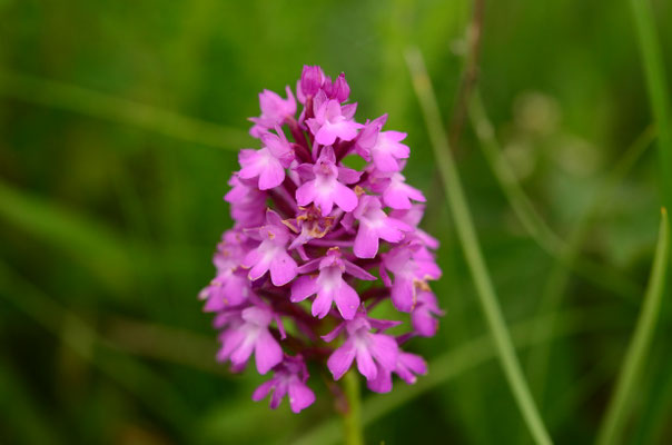 Orchis pyramidal (Bade-Wurtemberg, Allemagne)