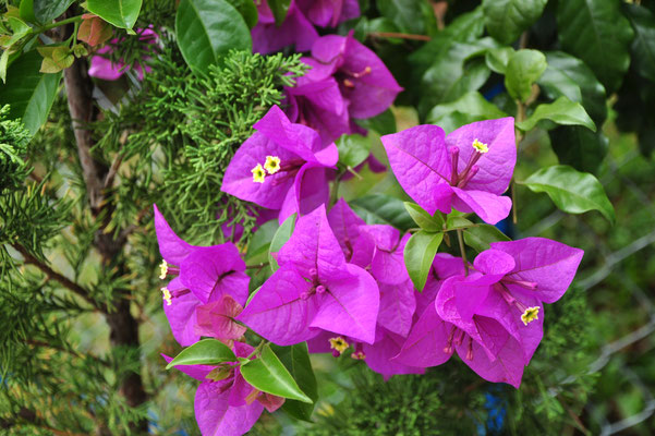 Bougainvillées (Dalat, Vietnam)  Mars 2013