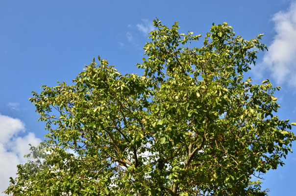 Noyer (Niederhergheim, Alsace)