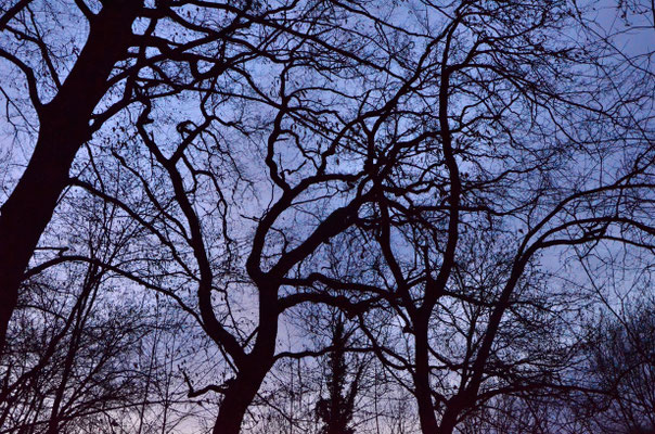 Branchages