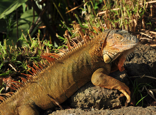 Iguane vert ((Muelle, province d'Alajuela, Costa Rica)  Juillet 2014