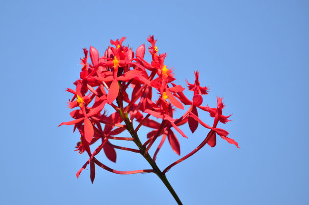 Epidendron (Réserve de Peyrieras, Madagascar)