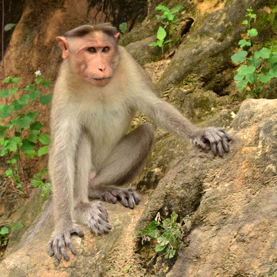 Macaque (Inde)