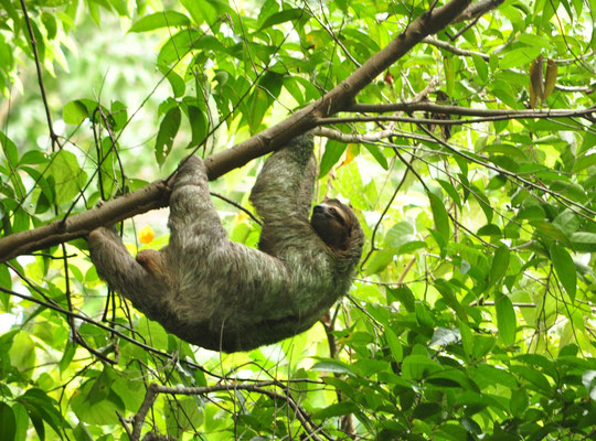 Paresseux à gorge brune (Parc national Manuel Antonio, Costa Rica)  Juillet 2014