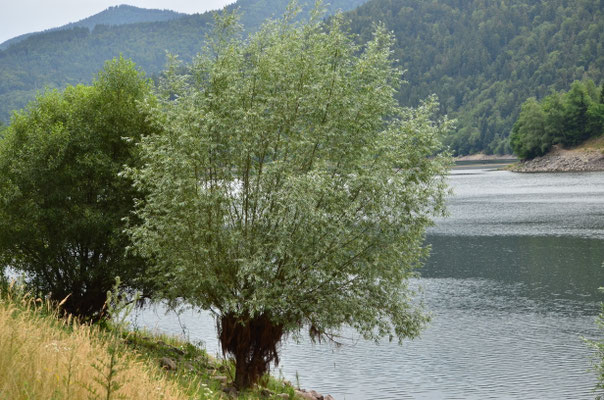 Saule argenté (Lac de Kruth-Wildenstein, Alsace)