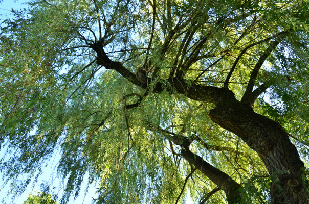 Saule pleureur (Berge de l'Ill, Alsace)