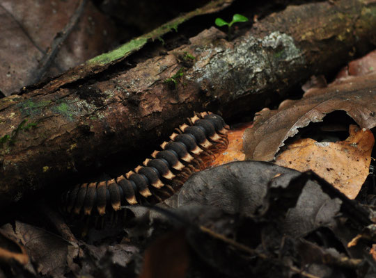 Mille-pattes au parfum d'amande (Carara, Costa Rica)  Juillet 2014