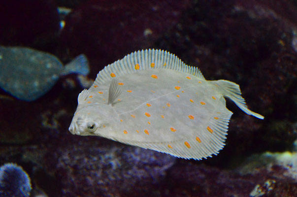 Plie (Aquarium de Paris)