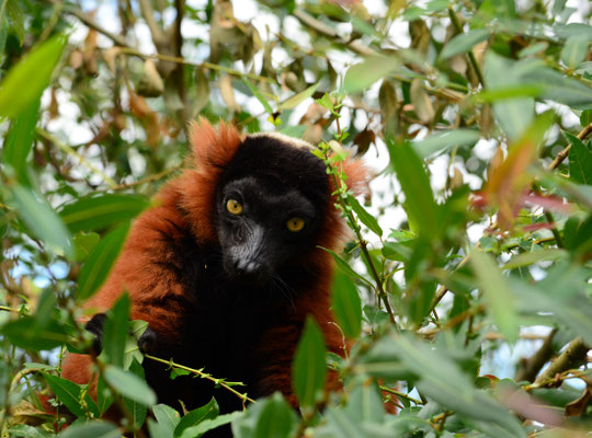 Vari roux (Parc animalier de Sainte-Croix, Moselle)  Juin 2016