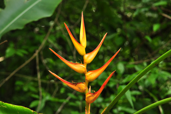 Heliconia (Parc national Manuel Antonio)