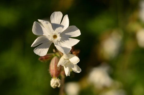Compagnon blanc (Rothmoos, Alsace)