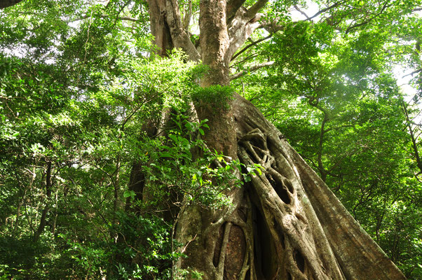 Ficus étrangleur (Rincon de la Vieja, Costa Rica)  Juillet 2014