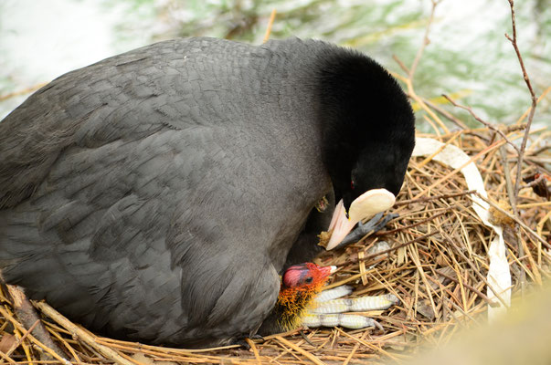 Foulque macroule nourrissant son poussin (Alsace, France)