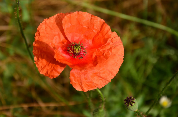 Coquelicot (Alsace, France)