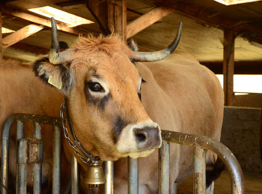 Vache de race Aubrac (Foire aux bestiaux de La Brousse, Lozère)  Septembre 2015