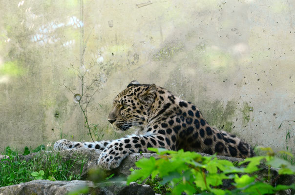 Panthère de l'Amour (Parc zoologique de Mulhouse)  Juin 2016