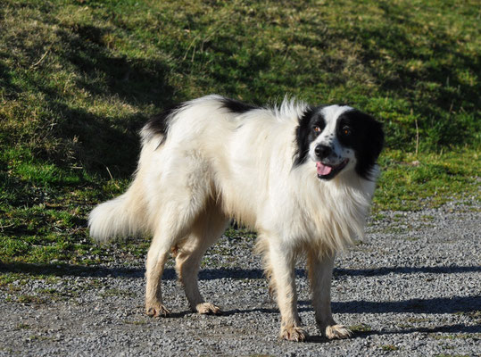 Border collie (Col d'Aspin, Hautes Pyrénées)  Octobre 2012