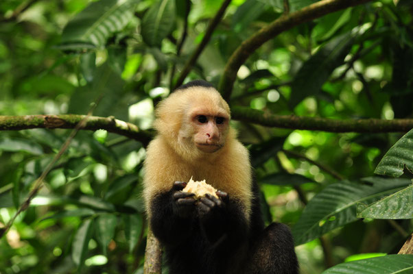 Singe capucin mangeant un fruit (Parc national Manuel Antonio)