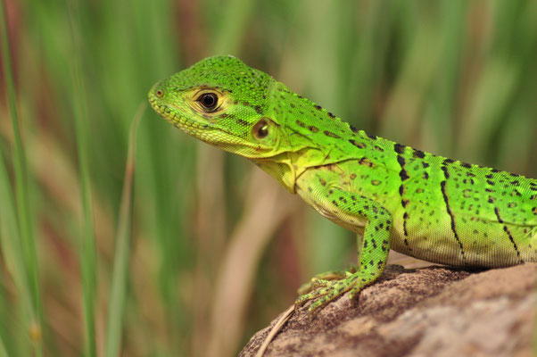 Jeune iguane