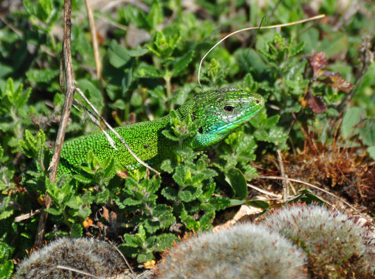 Lézard vert (Coteau du Bollenberg, Haut-Rhin)  Mai 2014