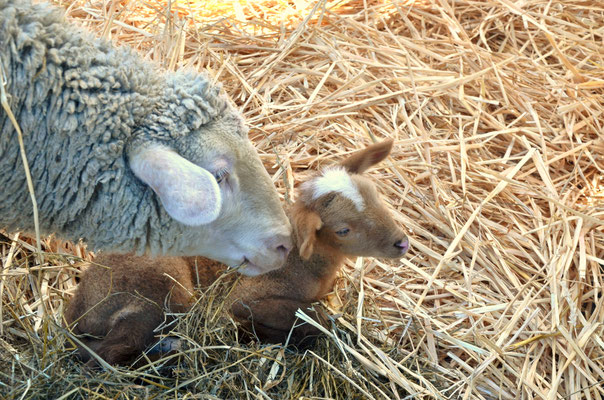 Agneau et sa mère (Alsace, France)
