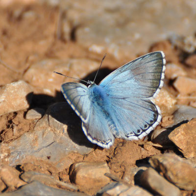 Adonis bleu (Alsace)