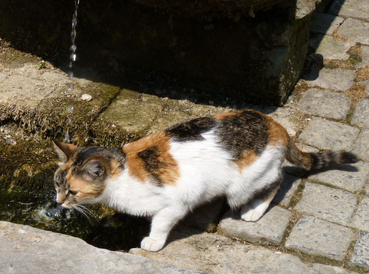 Chat (Hunawihr, Haut-Rhin)  Juin 2010