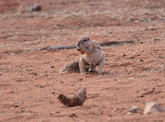 Ecureuil de terre du Cap (désert du Kalahari, Namibie)  Octobre 2016