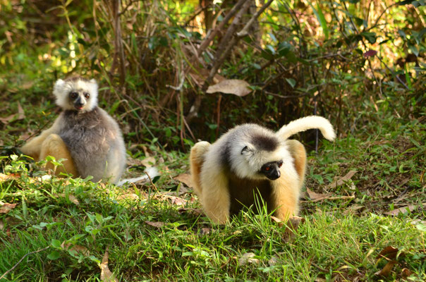 Sifakas à diadème