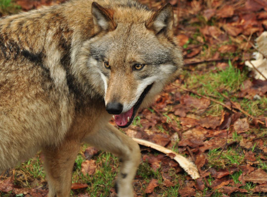 Loup (Parc animalier de Falkenstein, Bavière, Allemagne)  Avril 2013