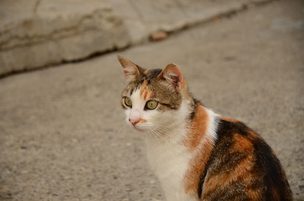 Chat dressant l'oreille