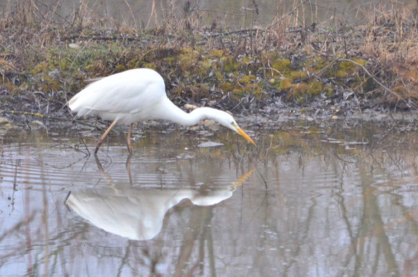 Grande aigrette