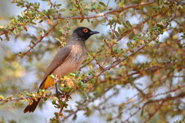 Bulbul brunoir (Kalahari, Namibie)