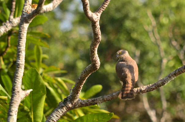 Epervier de Frances (Ampitabe, Madagascar)