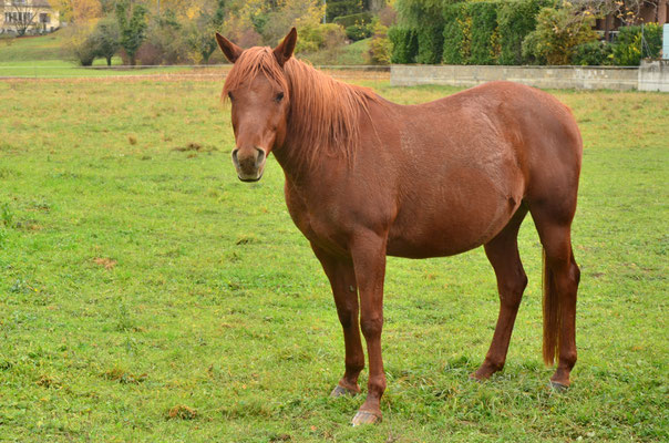 Cheval (Tagolsheim, Haut-Rhin)  Novembre 2017