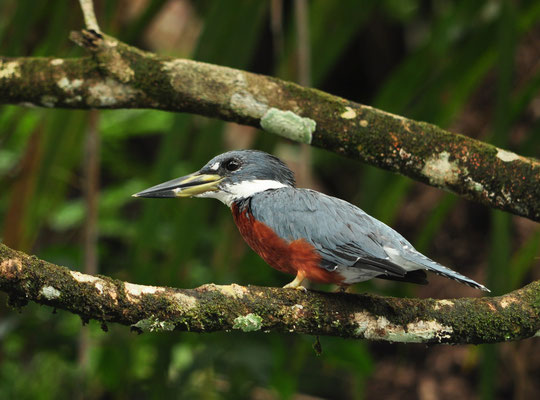 Martin-pêcheur à ventre roux (Parc national de Tortuguero, Costa Rica)  Juillet 2014