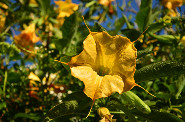 Datura
