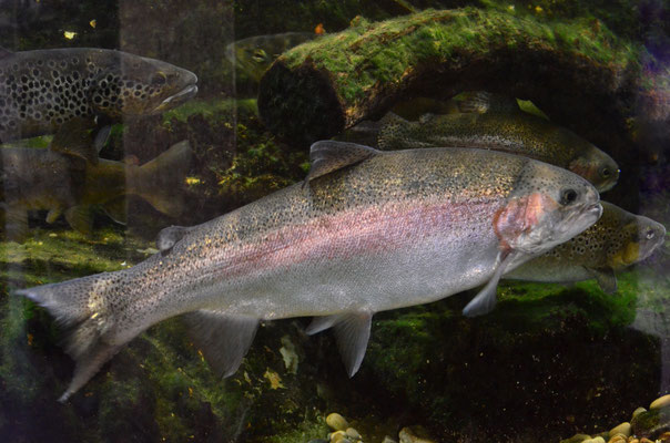 Truite arc-en-ciel (aquarium de la citadelle de Besançon, Doubs)  Août 2018