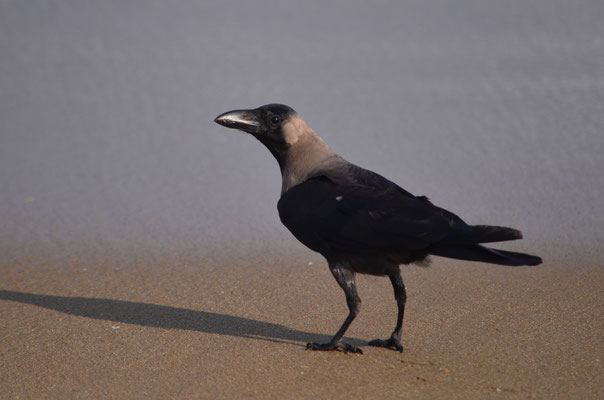 Corbeau familier (Tamil Nadu, Inde)