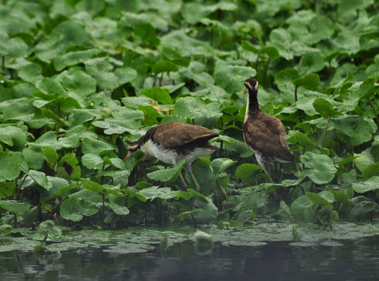 Jacanas du Mexique juvéniles (Parc national de Tortuguero, Costa Rica)  Juillet 2014