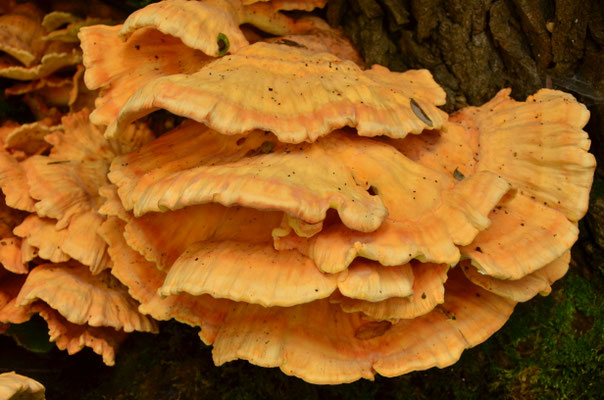 Polypore soufré (Alsace, septembre 2018)