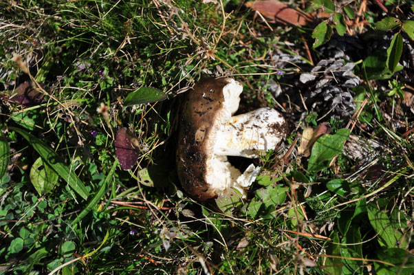 Russule (Pyrénées espagnoles, octobre 2012)