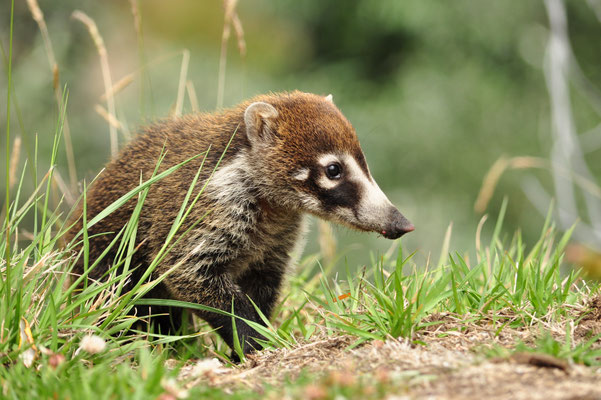 Coati à nez blanc, Irazu, Costa Rica