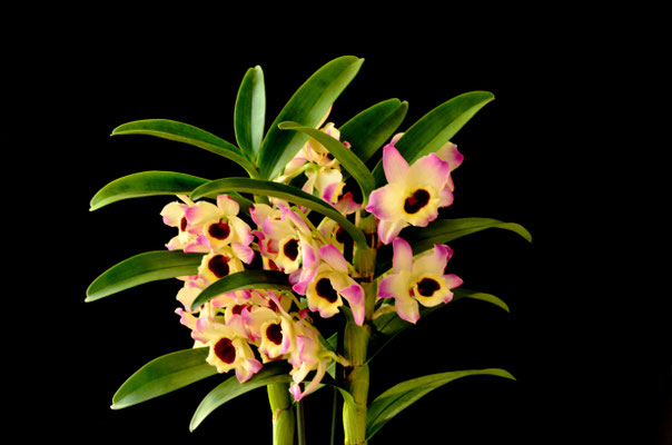 Orchidée bambou