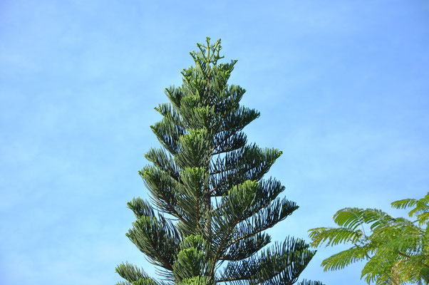 Araucaria (île de Hon Mieu, Vietnam)  Mars 2013