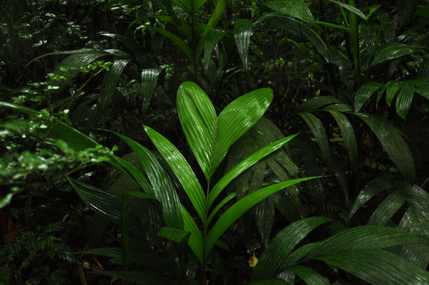 Cœur de la forêt