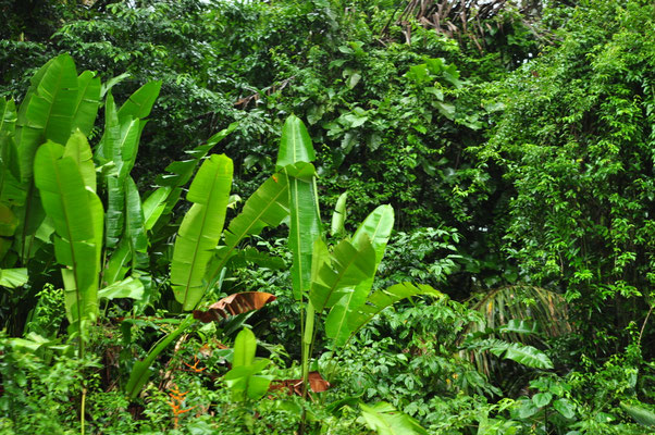 Au bord de la rivière, à Tortuguero