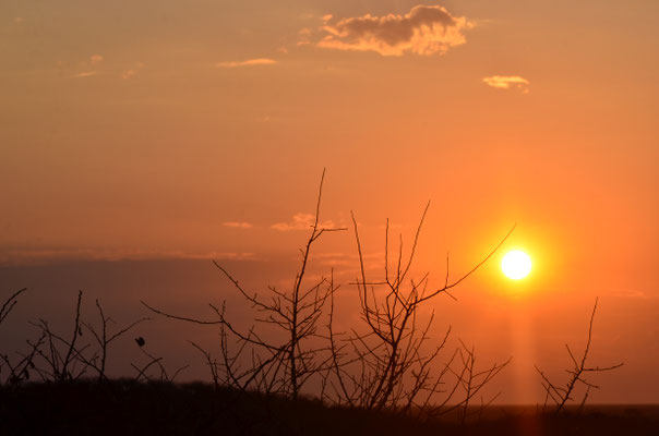 Soleil levant sur la savane (Parc National d'Etosha, Namibie)  Octobre 2016