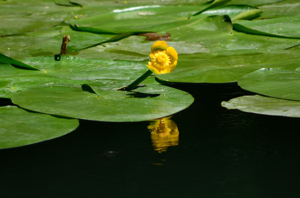 Nénuphar jaune (Mulhouse, Haut-Rhin)  Juillet 2016